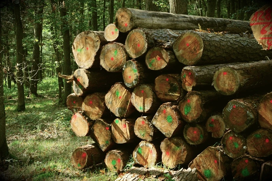 Exploitation forestiere